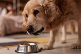 Pet Food Recall Recalled Salmonella Cat Dog Products Foodynamics FDA