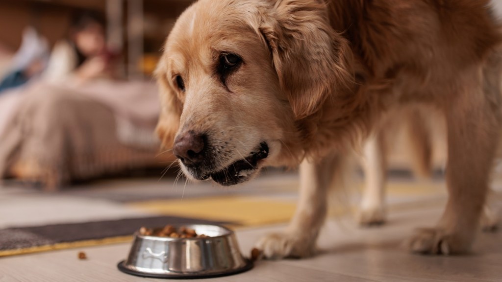 Pet Food Recall Recalled Salmonella Cat Dog Products Foodynamics FDA