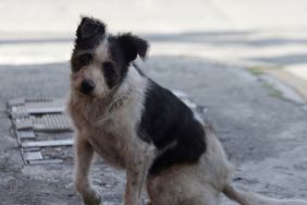 ‘Abandoned Dog’ in England Wasn’t a Dog at All