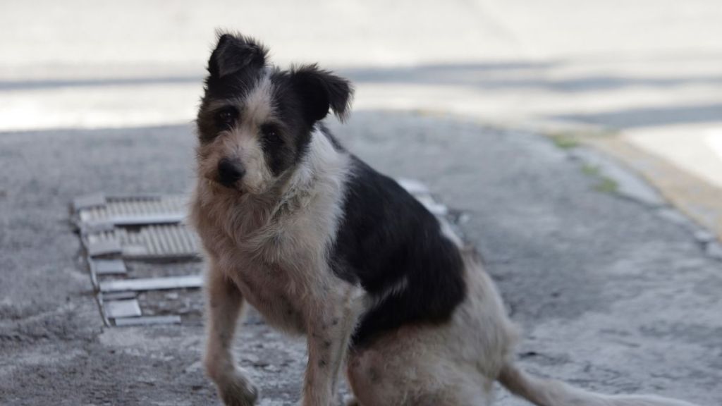 ‘Abandoned Dog’ in England Wasn’t a Dog at All