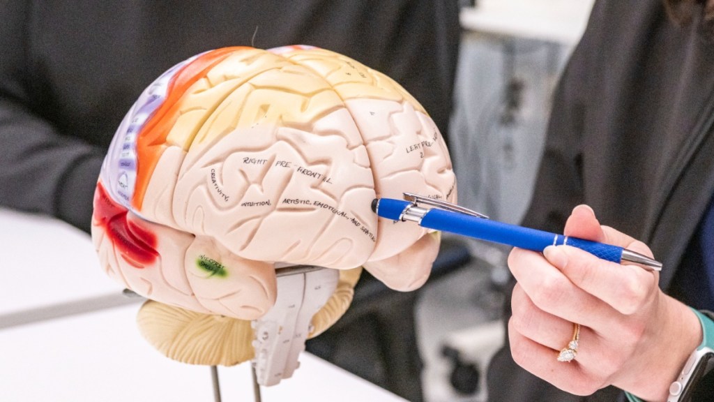 adulthood study brain