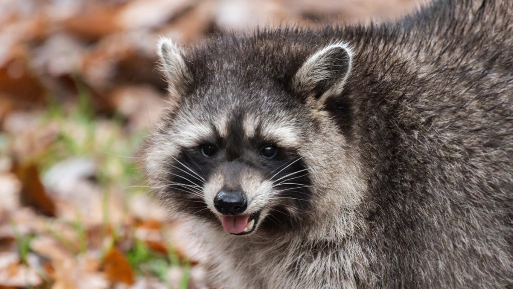 Raccoon Breaks Into Liquor Store... Again