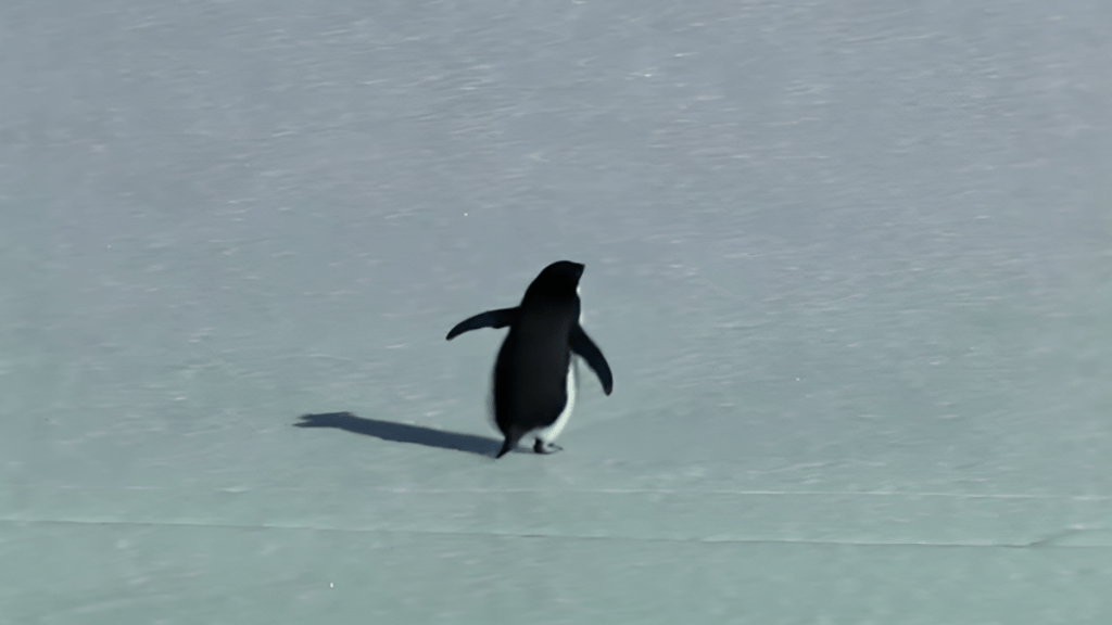 'Nihilist Penguin' Taking Over the Internet, Here's Why
