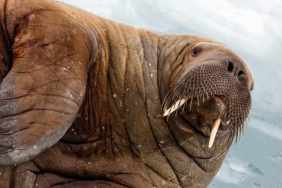 Beloved Walrus P*nis Stolen From Restaurant & Owner Wants It Back