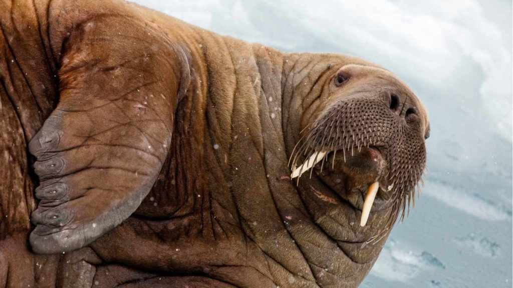 Beloved Walrus P*nis Stolen From Restaurant & Owner Wants It Back