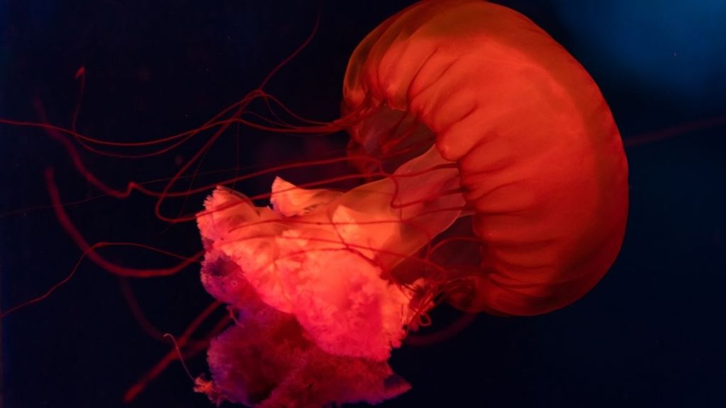 'Jellygeddon' Warning Issued as Beaches Swarm With Jellyfish