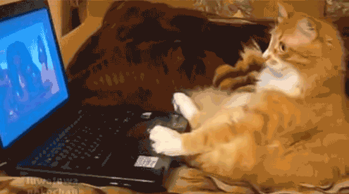 Cats Learn to Use Computers 