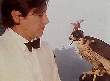 Feathered Security Guards