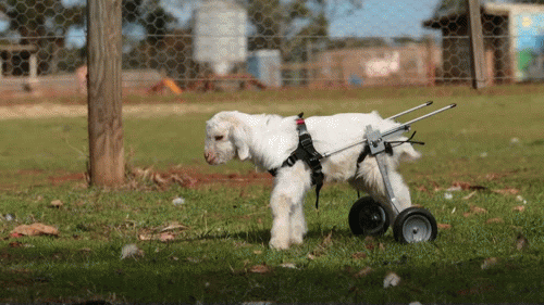 Animal Welfare Institute