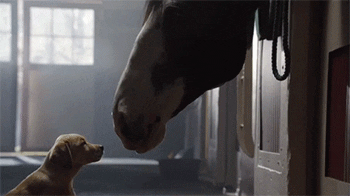 10. Budweiser's Puppy Love Ad