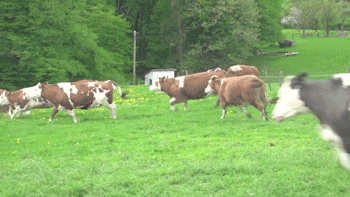 Three times as many cows as people live in the state of Montana.