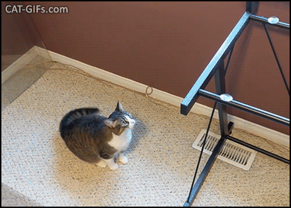 What A Cat's Hole