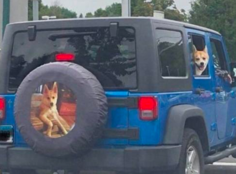 Funny Photos 10-24-2019 #22