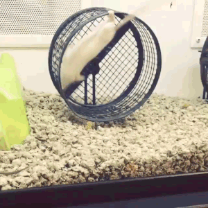 Mousy Go Round