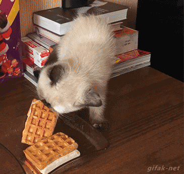 Kitty Karma