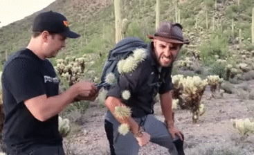 Cactus Makes Perfect