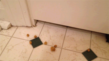 Doggy Floor