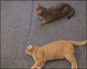 Cat Got Your Tail?