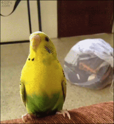Tong Bird