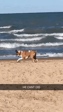 No Diggity Dog