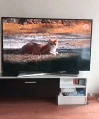 Cat A Dolt