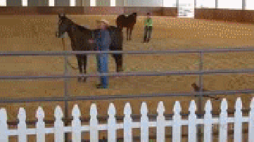 Scaredy Horse