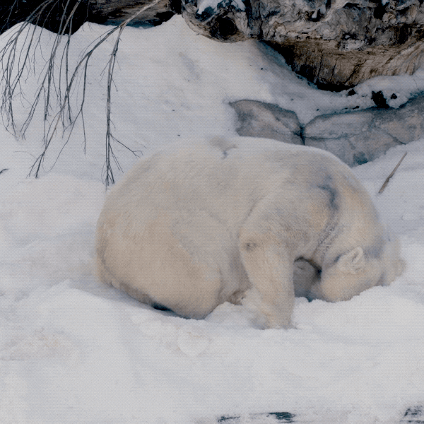 GIFs of the Week 01-13-2021 #11