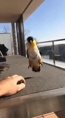 GIFs of the Week 04-13-2022 #13