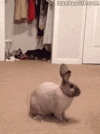 GIFs of the Week 04-15-2020 #8