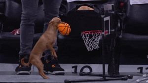 GIFs of the Week 04-20-2022 #10