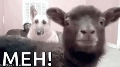 GIFs of the Week 06-10-2020 #14