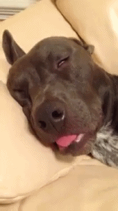 GIFs of the Week 06-15-2022 #14