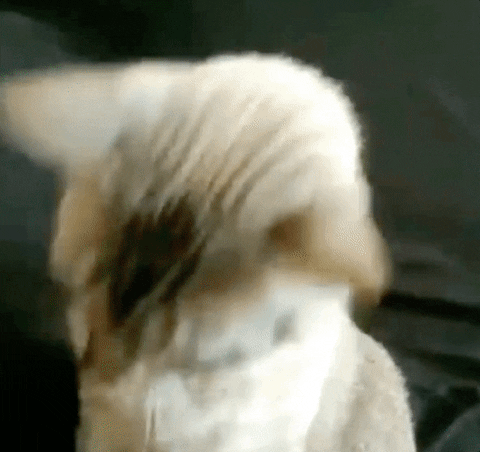 GIFs of the Week 07-29-2020 #7