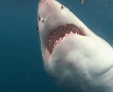 GIFs of the Week 08-12-2020 #2