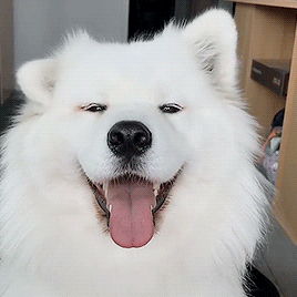 GIFs of the Week 08-12-2020 #6