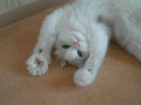 GIFs of the Week 08-26-2020 #7