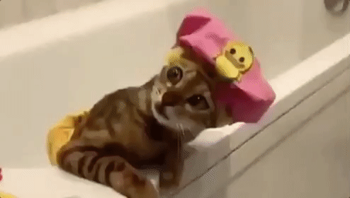 GIFs of the Week 10-2-2019 #14