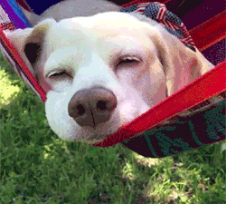 GIFs of the Week 11-18-2020 #5