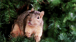 GIFs of the Week 12-16-2020 #14