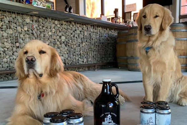 HotNewBreak Good News: Two Very Good Dogs Deliver Beer Curbside to Save Their Mom’s Company