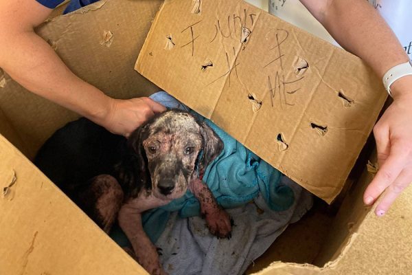 HotNewBreak Good News: Abandoned Puppy Saved From Recycling Bin by Kentucky Humane Society Employee