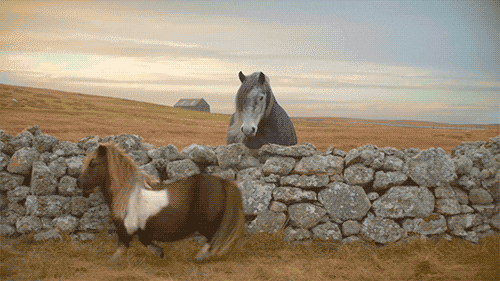 The Magic Pony