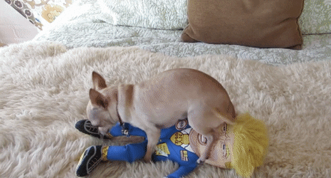 The Silent Chihuahua 
