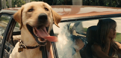 'Marley & Me' (2008)