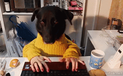 'Can I bring my dog to work?'