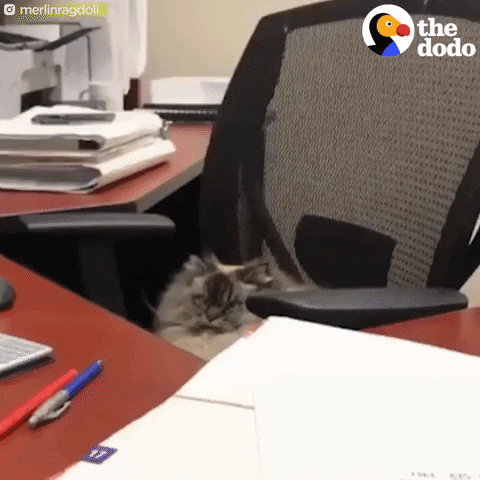 HotNewBreak GIFs of the Week 3-27-2019 #9