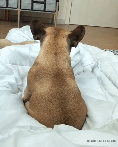 HotNewBreak GIFs of the Week 5-2-2019 #11