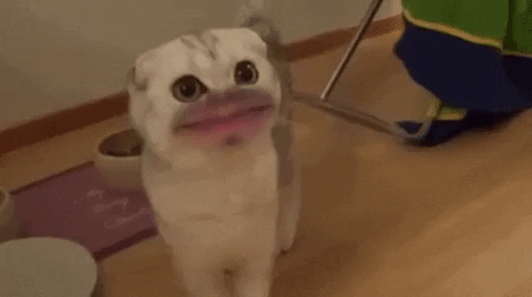 HotNewBreak GIFs of the Week 5-22-2019 #7