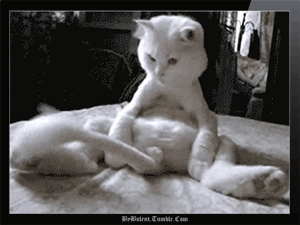 HotNewBreak GIFs of the Week 6-12-2019 #4
