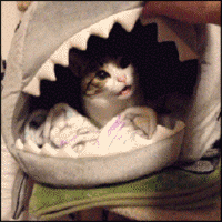HotNewBreak GIFs Shark Week Edition #6